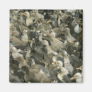 Suche nach niedliche enten magnete Wild lebende tiere