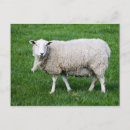 Recherche de herbe verte cartes postales Blanc