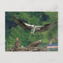 Recherche de aigle de mer cartes postales Oiseau de proie