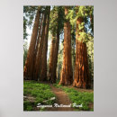 Suche nach sequoia poster California