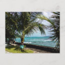 Recherche de noix de coco cartes postales Palmier
