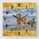 Recherche de golden retriever horloges Canine