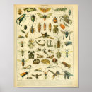 Recherche de cigale posters Entomologie