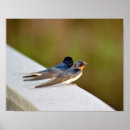 Suche nach schwalbe kunst Tiere