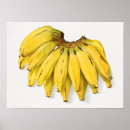 Recherche de feuille tropical posters Banane