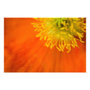 Recherche de coquelicots posters Jaune