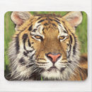 Recherche de visage tigre tapis souris Photographie