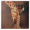 Recherche de veaux carreaux Dehors