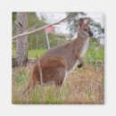 Recherche de marsupiaux magnets Wallaby