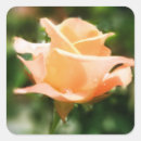 Suche nach rosenblüten aufkleber Floral