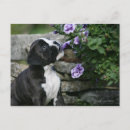 Recherche de écouteur photographie Dog
