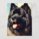 Recherche de bouvier cartes postales Chiot