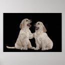 Suche nach cocker spaniel poster Welpen