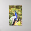 Suche nach pfaus poster leinwandbilder Wild lebende tiere