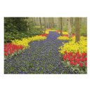 Suche nach keukenhof poster Blühen