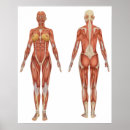 Suche nach muskulöser poster Anatomie
