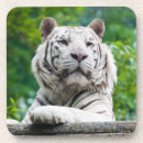 Suche nach weiße tiger untersetzer Tiere