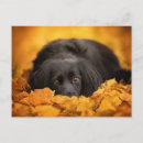 Recherche de chiots mignons cartes postales Animaux domestiques
