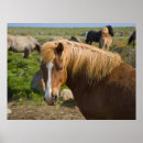 Recherche de poney islandais posters Délimiteur danita