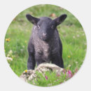 Suche nach schwarzes lamm aufkleber Bauernhof