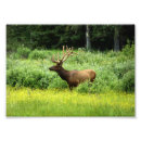 Recherche de élan posters Faune