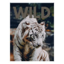 Recherche de tigres blancs posters Tigre blanc