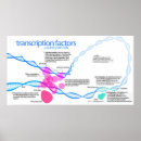 Suche nach zellen poster Diagramm