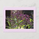 Recherche de fleur violette cartes postales Extérieur
