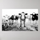 Recherche de vaches posters Drôle