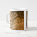 Recherche de chat tigré orange tasses Félin