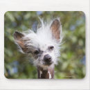 Suche nach tierköpfe mousepads Tierkörperteil