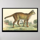 Suche nach wildcat poster Cats