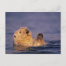 Recherche de faune marine cartes postales Littoral