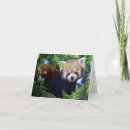 Suche nach red panda karten Niedlich