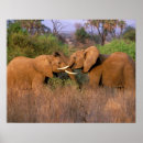 Suche nach kenya poster Safari