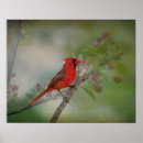 Suche nach cardinal poster Vogel