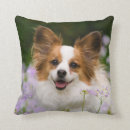 Suche nach papillon kissen Haustier