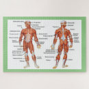 Recherche de corps humain puzzles Anatomie humaine