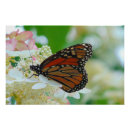 Suche nach butterfly poster Blumenreich