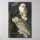 Suche nach vintage eule poster Vogel