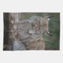 Suche nach luchs katze haustier wohnen zuhause Kobold