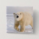 Suche nach steve buttons Wildtiere