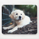 Suche nach labrador welpen mousepads Haustier