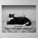 Suche nach katzen poster Schwarz weiß katze