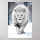 Suche nach majestätischer löwe poster Für wildtierliebhaber