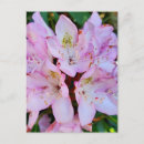 Suche nach rosa rhododendron postkarten Rhododendren