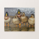 Suche nach ducks puzzle Wild lebende tiere