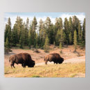 Suche nach wild lebende tiere kunst Landschaft