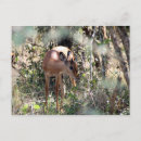 Recherche de timide cartes postales Nature