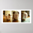 Suche nach meerschweinchen poster Fotografie